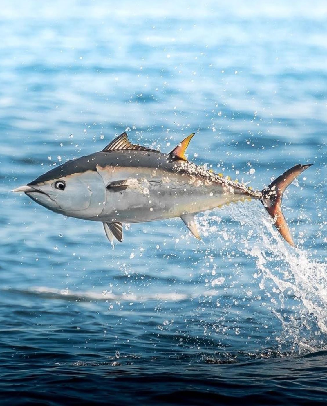 Sea Food